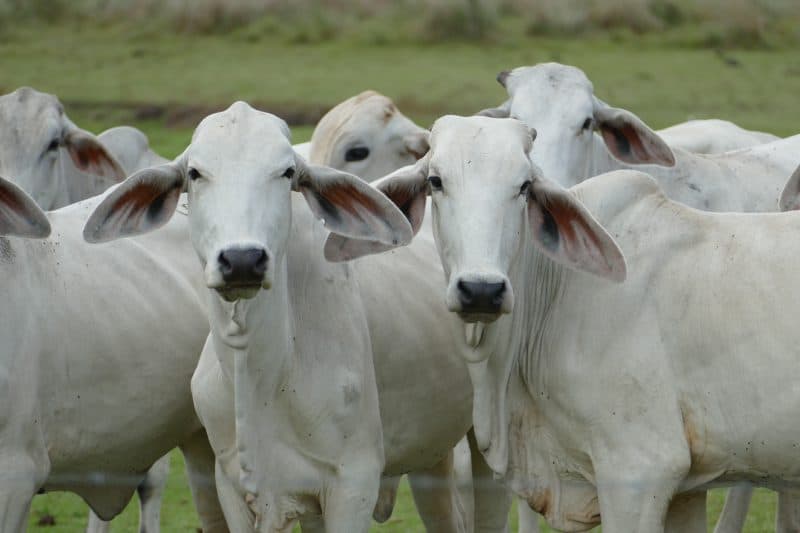 cows in Los llanos Colombia