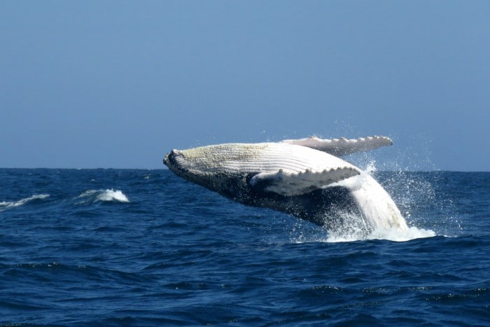 Whale Watching in Bahía Solano, Chocó, Colombia