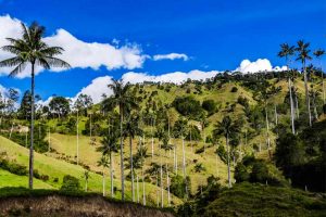 Cocora Valley Wax Palm Trees