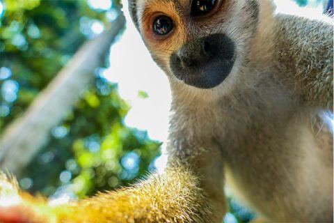 Close up photo of Colombian squirrel monkey (Saimiri cassiquiarensis) in Amazon Colombia