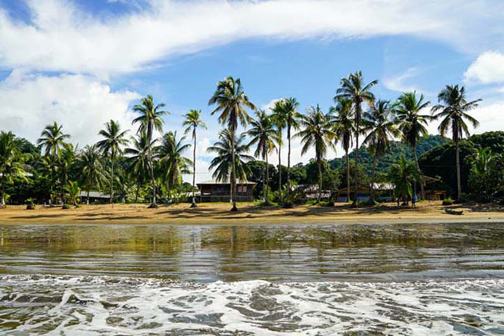 Palm Trees and Beach in Chocó