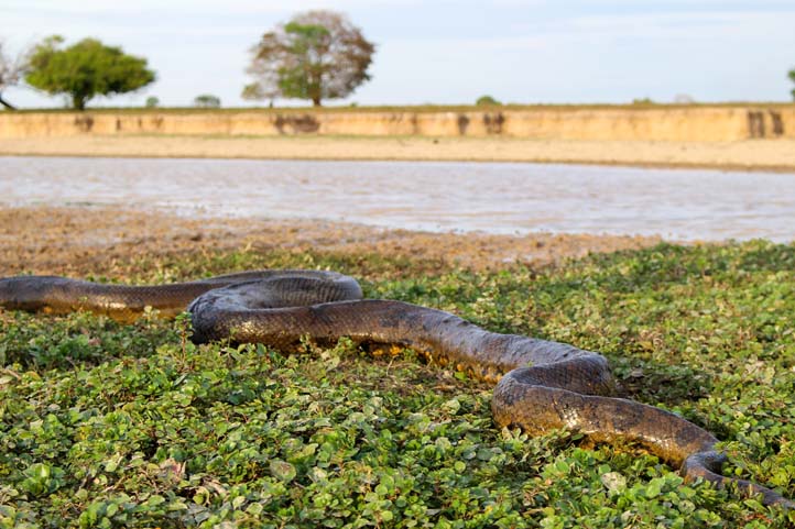 Anaconda in Casanare Colombia
