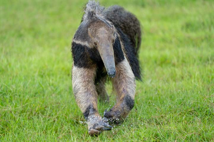 The Giant Anteater in Casanare Colombia