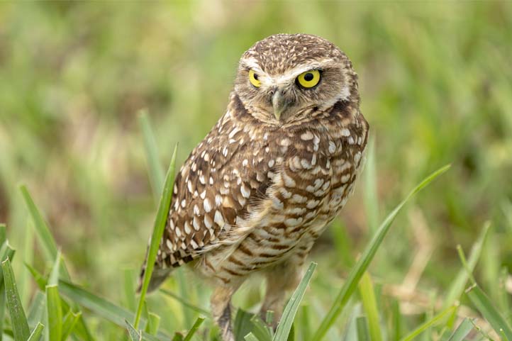 Burrowing Owl in Casanare Colombia