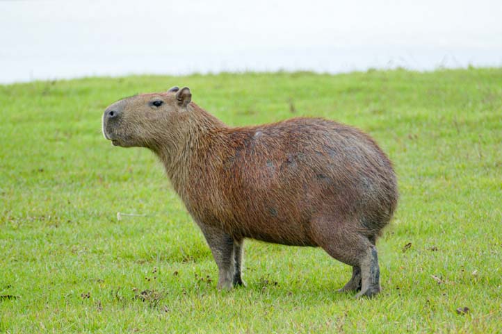 Capybara or Chiguiro at Casanare Colombia