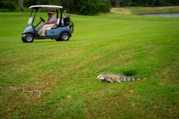Iguana at Karibana Golf Club