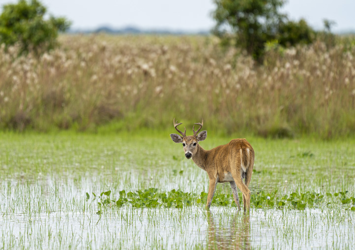 Deer in Casanare Colombia