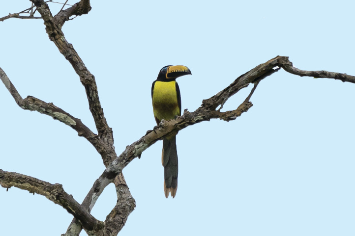 Lettered Aracari - toucan in Colombia