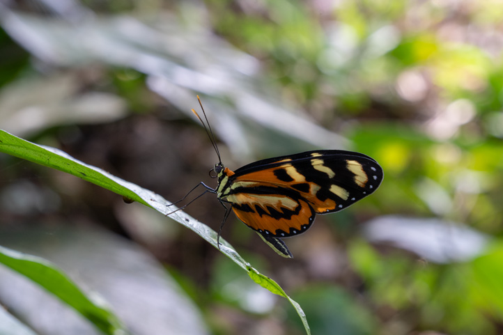 Butterfly in Colombia