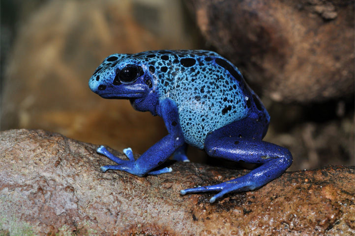 Posion Dart Frog in Colombia