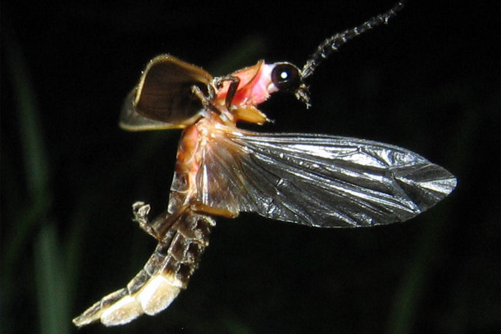 Firefly in Colombia