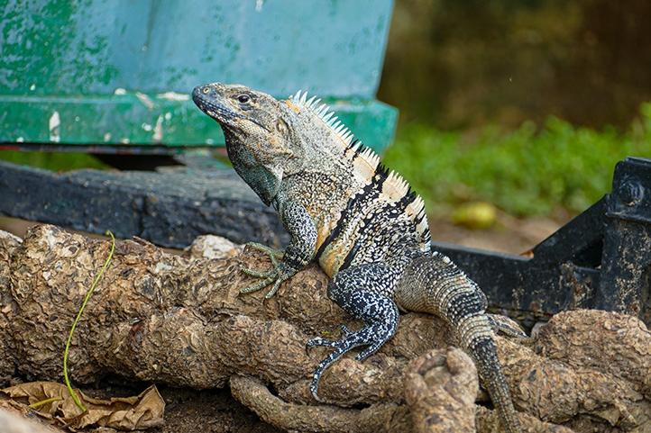 Iguana in Colombia
