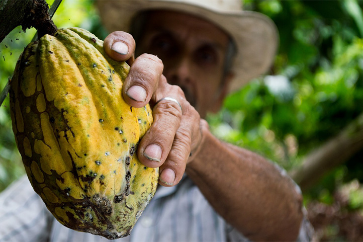 Kakao in Kolumbien – Merkmale & Produzenten