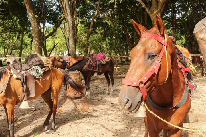 Horse transportation in Tayrona Park Colomboa