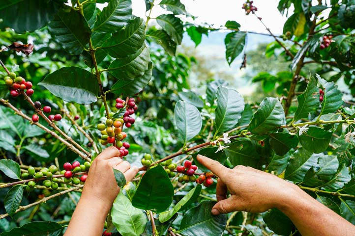 A select coffee from the Coffee Triangle in Colombia.