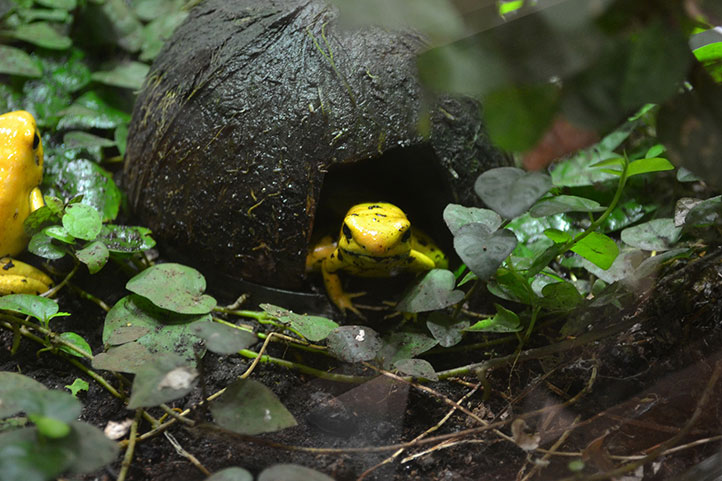 Golden poison frog in the forest