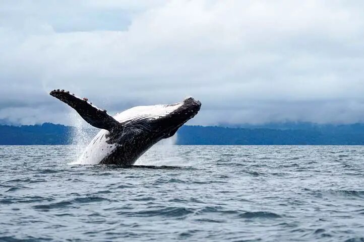 Whale in Buenaventura