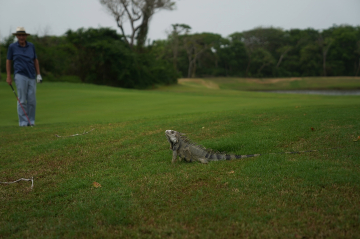 Iguana in a golf course in Colombia