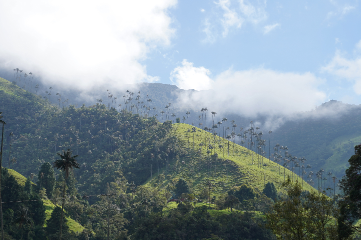 Cocora Valley in the Coffee triangle Colombia