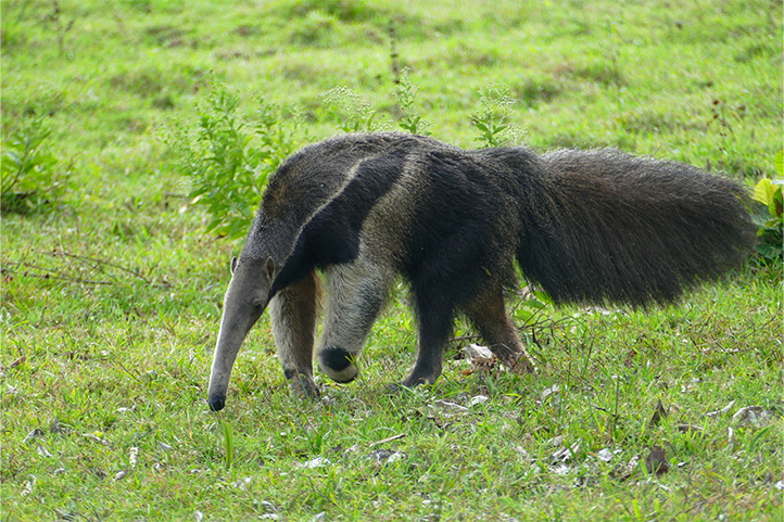 Anteater in Yopal Casanare Colombia