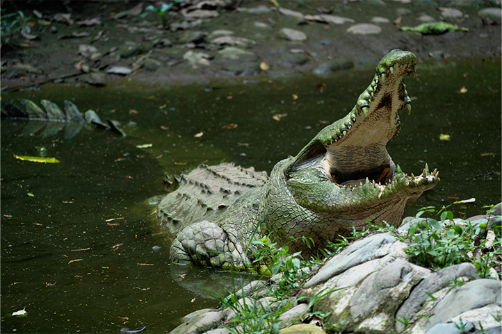 Crocodrile Underwater in Ocarros Biopark Villavicencio Colombia