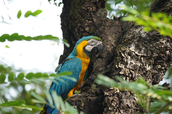 Blue Macaw in Colombia