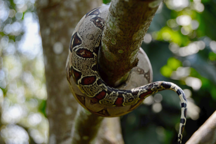 Green Anaconda in the Colombian Amazon