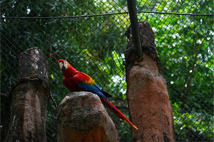 Flag Macaw in Ocarros Biopark Villavicencio Colombia
