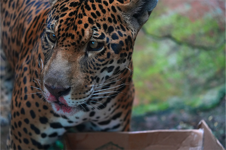 Orinoquia Jaguar in Ocarros Biopark Villavicencio Meta Colombia
