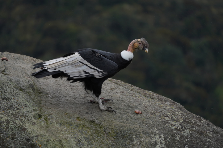 Condor in Purace National Park in Colombia