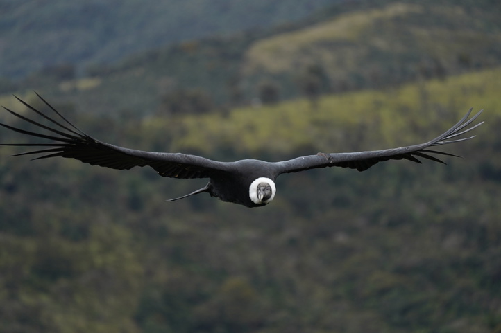Flying condor in Purace National Park, Colombia