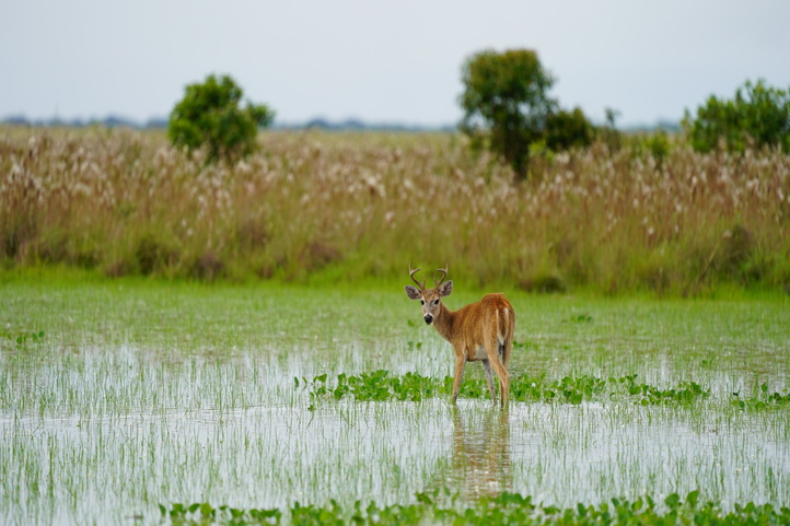 White tailed deer in Casanare, Orinoco plains, Colombia