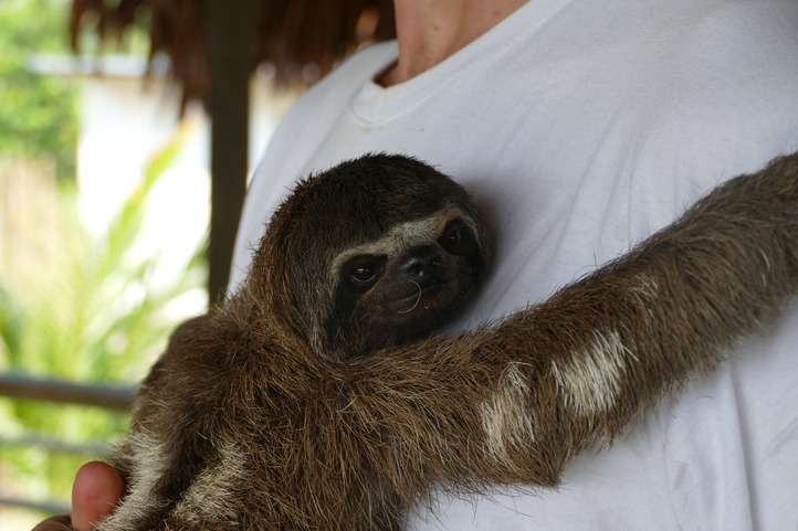 Sloth in Amazonas Colombia