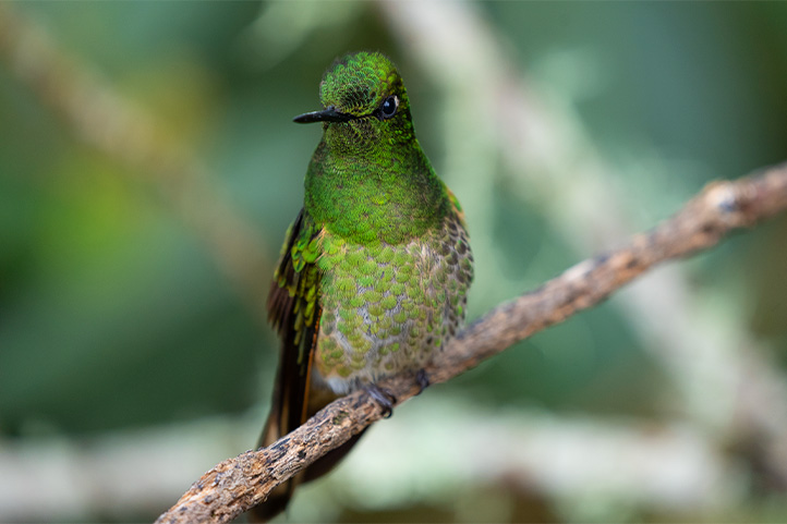 Green Hummingbird in Jardín Antioquia Colombia