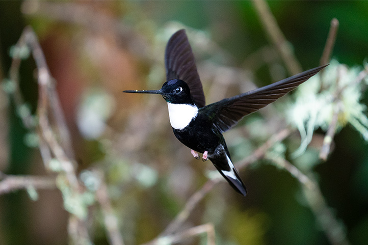 Hummingbird Flying In Jardín Antioquia Colombia