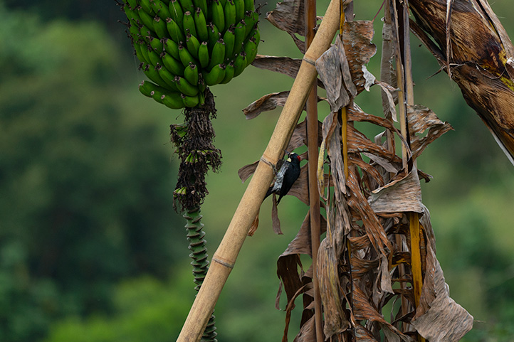 Woodpecker in banana tree in Paraiso Verde Caldas Colombia