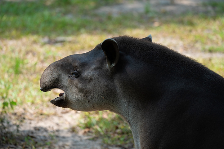 Tapir in Ocarros Biopark Villavicencio Colombia