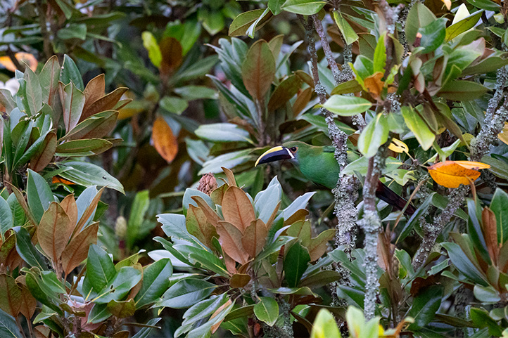 Emerald Toucanet In Caldas Colombia