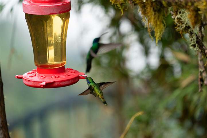 Hummingbird Flying In Jardín Antioquia Colombia