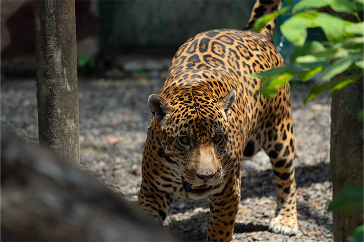 Orinoquia Jaguar in Ocarros Biopark Villavicencio Meta Colombia