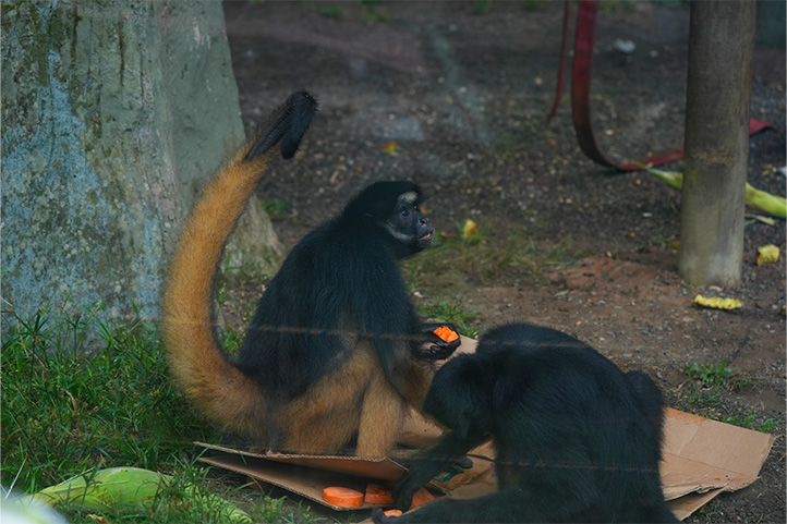 Monkeys eating in Ocarros Biopark Villavicencio Colombia