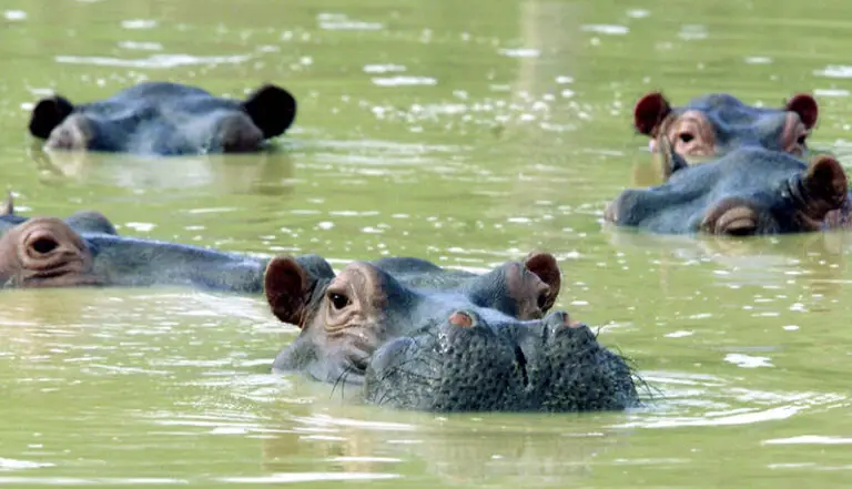 Hippos in Magdalena river, Colombia